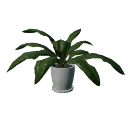 Potted plant