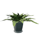 Potted plant