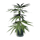 Potted plant