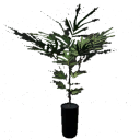 Potted plant