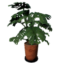 Potted plant