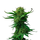 Indica flower