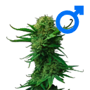 iconIndicaFlowerMale