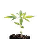 Indica seedling
