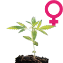 Female indica seedling