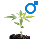 Male indica seedling