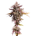 Sativa flower