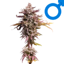 iconSativaFlowerMale