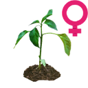 Female sativa seedling