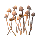 iconShroomsClean